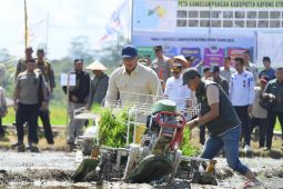 Kementan mengoptimalkan lahan pertanian di Kayong Utara