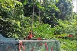 BKSDA Maluku lepasliarkan 21 ekor burung kasturi ternate di Pulau Morotai