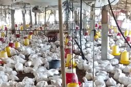 Jerman musnahkan lebih dari 500.000 unggas karena flu burung