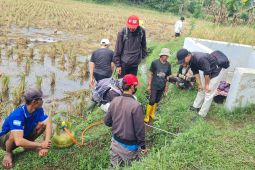 Dispertan Garut menurunkan tim Gertak cegah serangan hama tikus di sawah