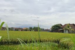 BRMP Lampung: Irigasi perpipaan antisipasi lahan pertanian kurang air