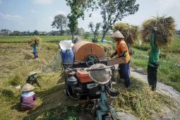 Cadangan beras, perlu penghormatan terhadap beras lokal dari petani