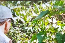 Segini lembu warga yang sudah dimangsa harimau di Sei Lepan Langkat