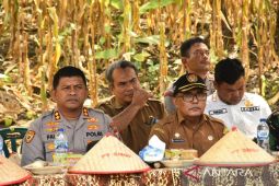Polres Madina - PT SMGP panen raya Jagung kuartal kedua, Pemkab Madina beri apresiasi