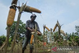 Kebutuhan jagung untuk industri pakan di Banten