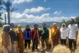 Petani Sipirok panen padi lokal Silatihan, capai 6,5 Ton per hektare