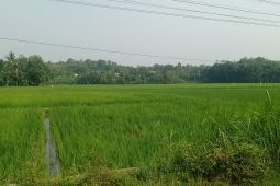 Serapan pupuk bersubsidi di Kabupaten Lebak masih rendah