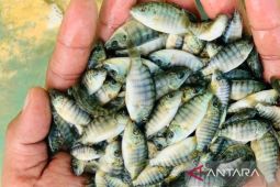 Pemkab Nagan Raya tetapkan harga jual benih ikan air tawar