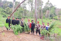 Polisi musnahkan enam hektar ladang ganja di Mandailing Natal