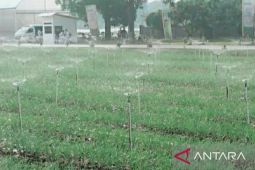 Pupuk Kujang jadikan lahan 9 hektare di kawasan perusahaan sebagai kebun riset pertanian