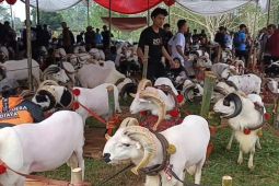 Pemkab Tasikmalaya gelar Pesta Patok untuk naikkan nilai ternak domba