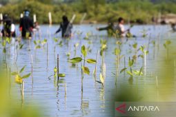 FOTO - Penanaman mangrove untuk pemulihan ekosistem pantai
