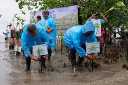 Daaz Group tanam 5 ribu mangrove jaga  pelestarian lingkungan di pesisir