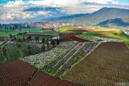 Wisata Ladang Bunga Hortensia di Batu