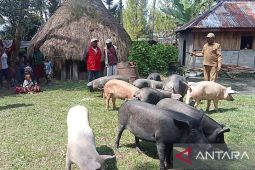 Pemkab Jayawijaya bantu peternak babi tingkatkan ekonomi warga