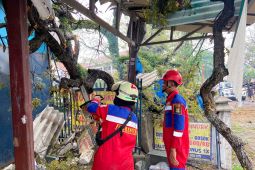 BPBD Tangerang terjunkan tim reaksi cepat menangani pohon tumbang