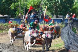 Ratusan pasang kerbau berpacu di Makepung Piala Kapolda Bali