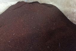 Petani Lebak kembangkan perkebunan cengkeh untuk penuhi pasar