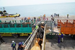 Impor 1.600 sapi perah ke Jatim dipastikan aman dari penyakit bahaya