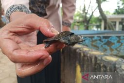 Konservasi kuya Belawa dan satwa unik yang dikeramatkan