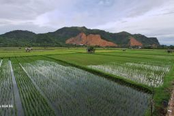 Realisasi luas tambah tanam Aceh Besar capai 23.847 hektare