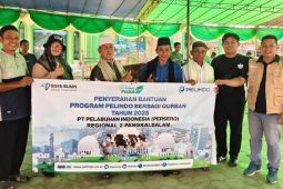 Pelindo Pangkalbalam salurkan lima sapi kurban rayakan Idul Adha