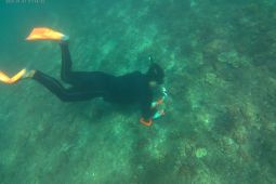 FPIK Universitas Brawijaya pantau pemutihan karang di pesisir Jatim