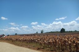 Kabupaten Bengkayang jamin stabilitas harga jagung pasca-panen
