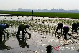 Puluhan ribu petani Purwakarta didaftarkan sebagai peserta BP Jamsostek