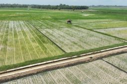 Lampung Selatan jadikan lahan 1.019 hektare jadi kawasan pertanian modern