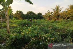 Nilai tukar petani Babel turun 0,08 persen