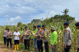 Polda Maluku panen  dua ton jagung  dukung ketahanan pangan