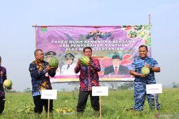 Kelompok tani di Tangerang berhasil panen semangka di lahan minim