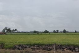 Target luas oplah dan tusip di Lampung pada 2025 capai 134 ribu hektare