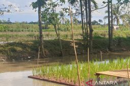 Program cetak sawah di Sumsel berjalan sesuai rencana