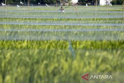 BPS perkirakan produksi padi meningkat