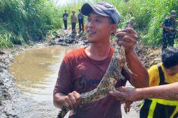 DKP DIY memastikan satu buaya di Sungai Progo ditangkap tim gabungan