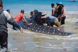 Lebih Baik Robek Jaring Daripada Lukai Hiu Paus, Cara Nelayan Abdya Menjaga Laut