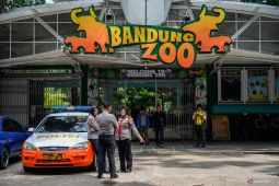 YMT patuh opsi Pemkot Bandung cabut izin pengelolaan Bandung  Zoo
