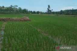 Mukomuko terima dukungan dana pokir dewan bangun sarana pertanian