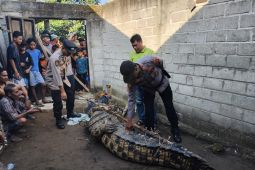Buaya pemangsa kakek di Sungai Semaka Tanggamus ditangkap