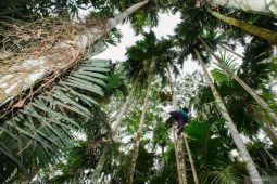 Peningkatan panen pinang hutan produksi Gunung Lemongan