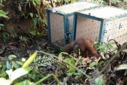 Two rehabilitated orangutans released into national park