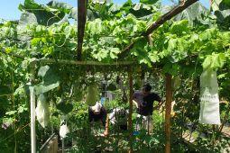 Pemprov Sumsel galakkan gerakan kemandirian pangan