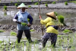 Ketika Bill Gates dan Jeff Bezos jadi petani