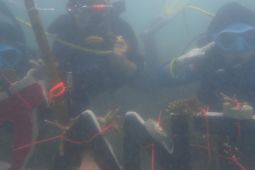 PT Timah tebar 40.435 bibit cumi di laut Bangka Belitung