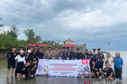 Honda Babel tanam mangrove di Pulau Lepar bersama mahasiswa UBB