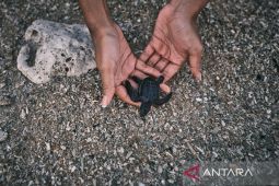 4.000 tukik dilepasliarkan di laut Pulau Serangan Bali