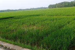 Gapoktan di Lebak perkuat ketahanan pangan lewat percepatan tanam