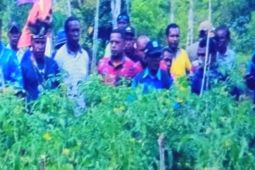 Pemkab Biak Numfor gencarkan ketahanan pangan warga di kampung